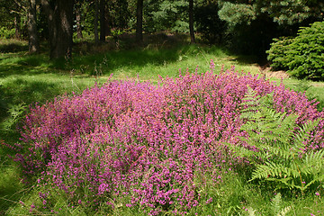 Image showing calluna