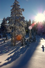 Image showing Sunny winter