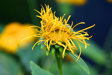 Image showing inula