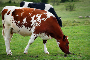 Image showing cows in the summer