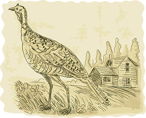 Image showing Wild turkey with house