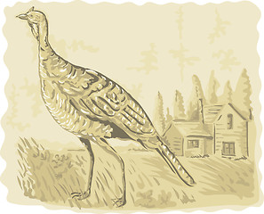 Image showing Wild turkey with house