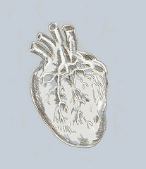 Image showing illustration of a Human heart