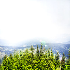 Image showing Forest landscape