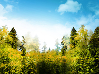 Image showing Forest landscape