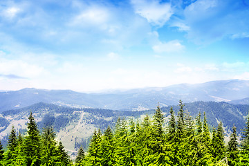 Image showing Forest landscape