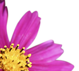 Image showing Pink daisy-gerbera 