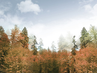 Image showing Forest landscape