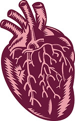 Image showing human heart done in woodcut style