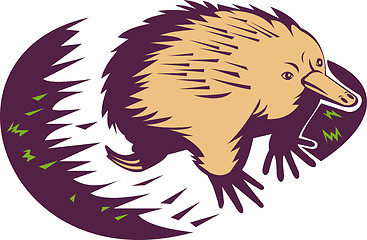 Image showing spiny anteater or echidna