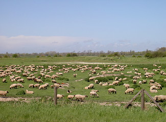 Image showing Sheep