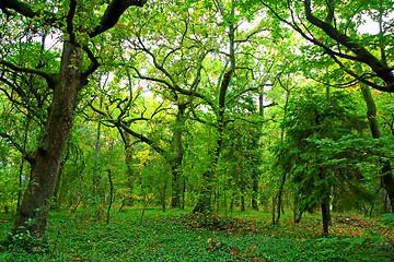 Image showing Sunlight in a green and beautiful forest