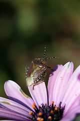 Image showing bug in a flower