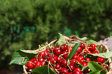 Image showing beautiful and tasty cherries