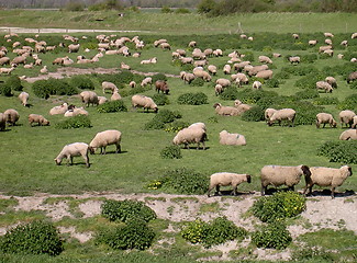 Image showing Sheep