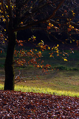 Image showing Sunlight in a green and beautiful forest