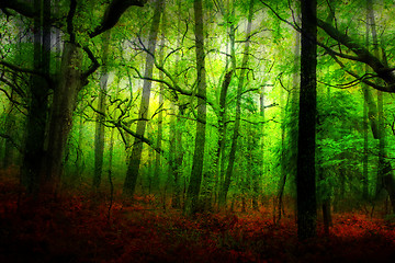 Image showing Sunlight in a green and beautiful forest