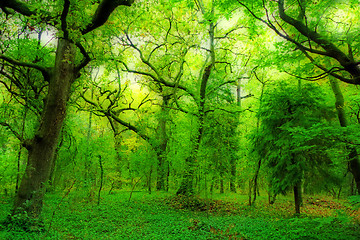 Image showing Sunlight in a green and beautiful forest