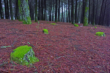 Image showing Sunlight in a green and beautiful forest