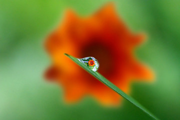 Image showing beautiful drop rain and flower reflex