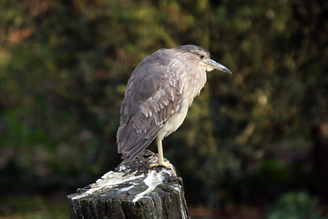 Image showing beautiful bird