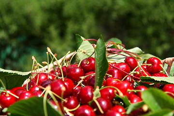 Image showing beautiful and tasty cherries