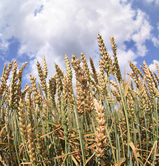 Image showing corn and blue sky