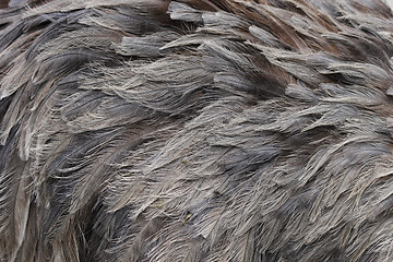 Image showing feather background