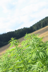 Image showing marijuana and blue sky