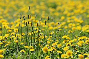 Image showing dandelion background