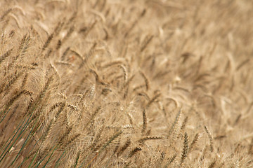 Image showing golden corn 