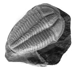 Image showing trilobite