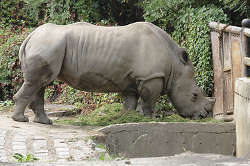 Image showing rhino