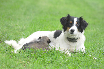 Image showing dog and her son