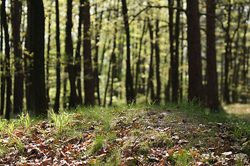 Image showing spring forest