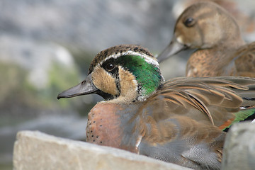 Image showing nice duck