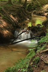 Image showing nice forest river