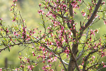 Image showing spring flower background