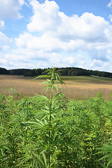 Image showing marijuana and blue sky