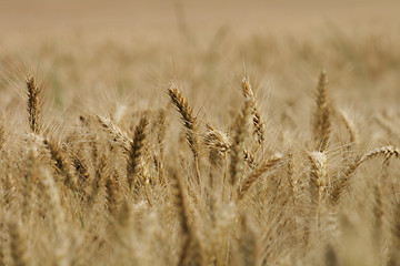 Image showing golden corn 