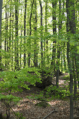 Image showing spring forest