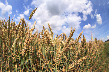 Image showing corn and blue sky