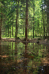 Image showing green forest and river