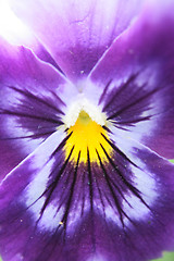 Image showing violet flower detail