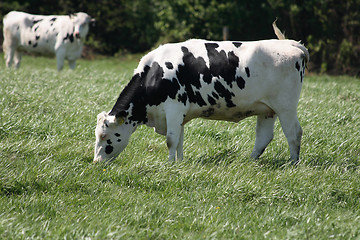 Image showing cows