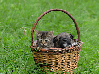 Image showing cat and dog are friends