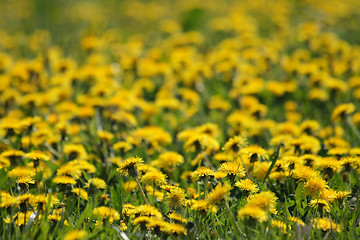 Image showing dandelion background