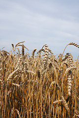 Image showing golden corn