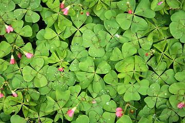 Image showing green baclground