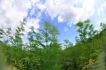 Image showing marijuana and blue sky